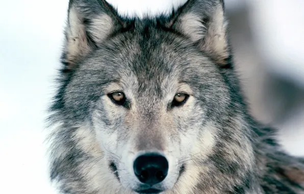 Картинка Winter, Wolf, Look Into My Eyes