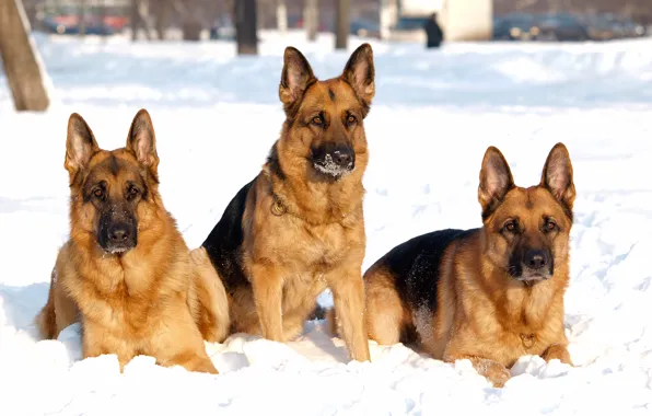 Картинка зима, собаки, снег, собака, овчарка, троица