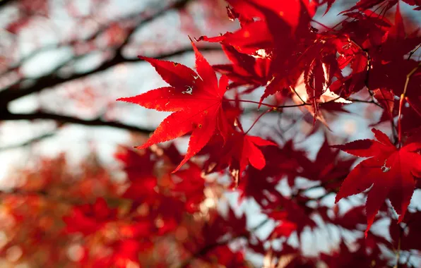 Картинка осень, листья, красные, клен, крона