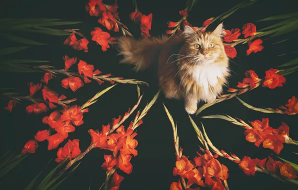 Кошка, кот, гладиолусы