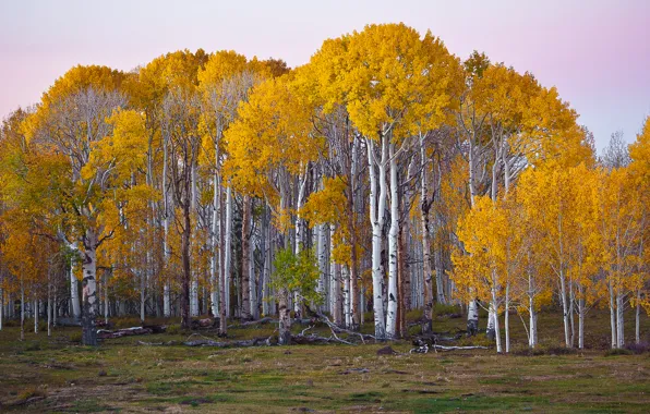 Осень, лес, деревья, березы, Юта, США
