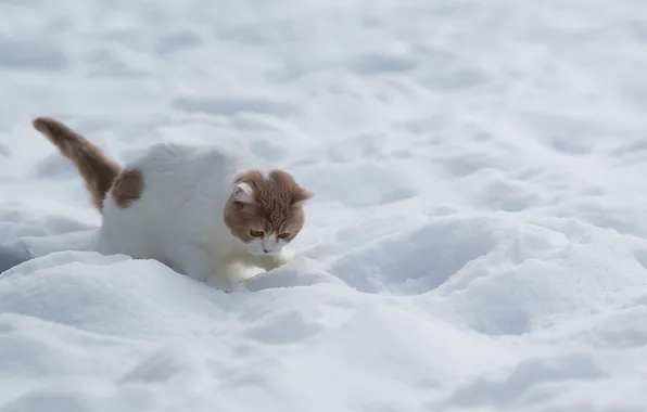 Зима, кошка, снег