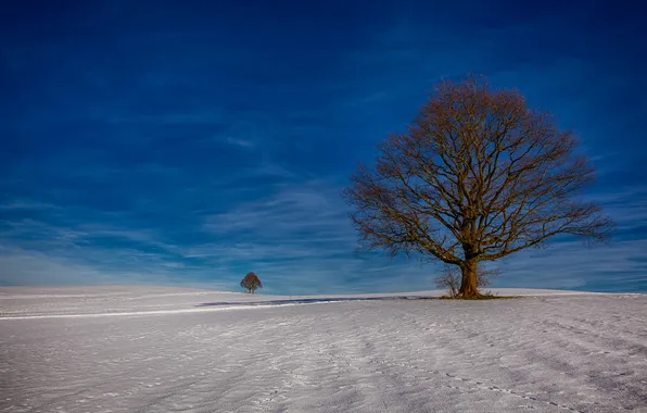 Картинка зима, поле, небо, снег, дерево