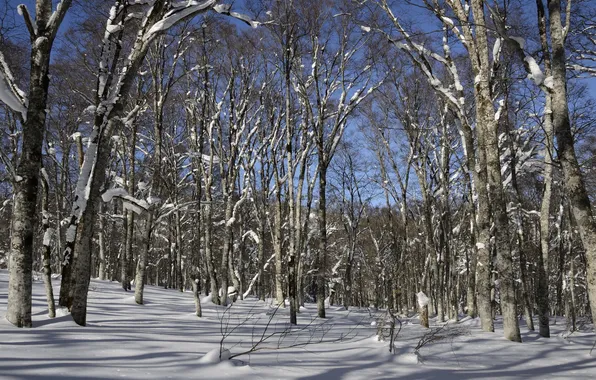 Зима, деревья, природа