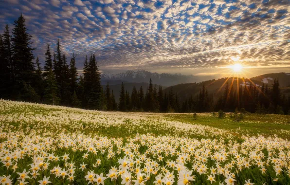 Картинка поле, лес, лучи, закат, цветы, холмы, лилии, Doug Shearer