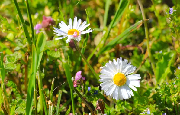 Flower, spring, daisy, meadow, blooming