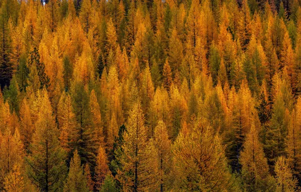 Осень, лес, деревья, горы, природа, желтые, склон, рыжие