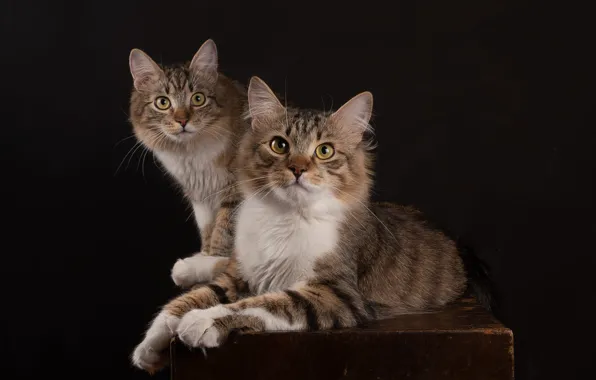 Кошка, кот, взгляд, кошки, поза, темный фон, стол, коты