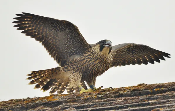 Птица, хищная, семейства, Falco peregrinus, Сапса́н, поиск добычи, устремлённый взгляд, чёрная верхняя часть головы