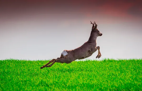Deer, wildlife, Learning to Fly