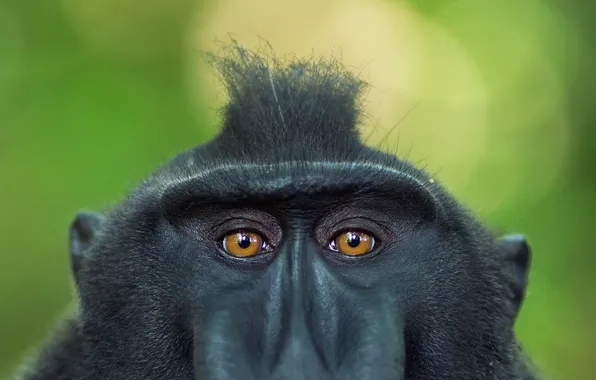 Картинка глаза, взгляд, фон, обезьяна