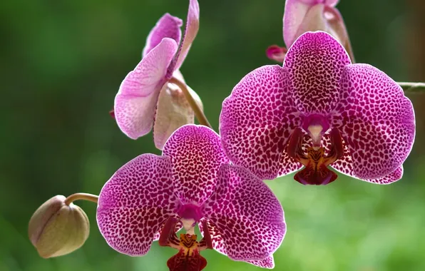 Картинка макро, орхидеи, экзотика