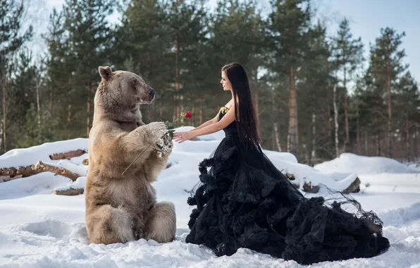 Зима, лес, цветок, девушка, снег, природа, роза, ели