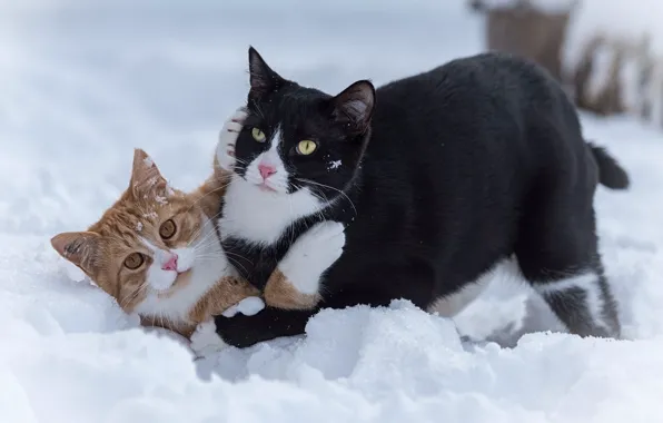 Снег, игры, коты, котейки, два кота