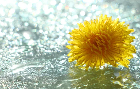 Flower, yellow, drops