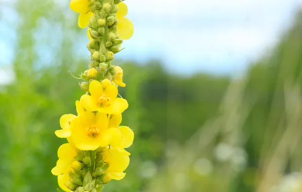 Flower, yellow, meadow