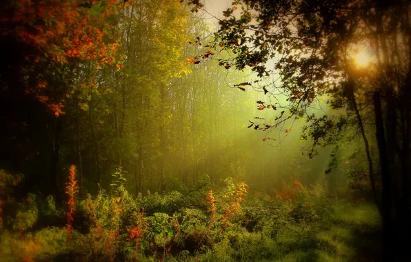 Картинка лес, солнце, деревья, туман, размытие, Ирландия, Monaghan