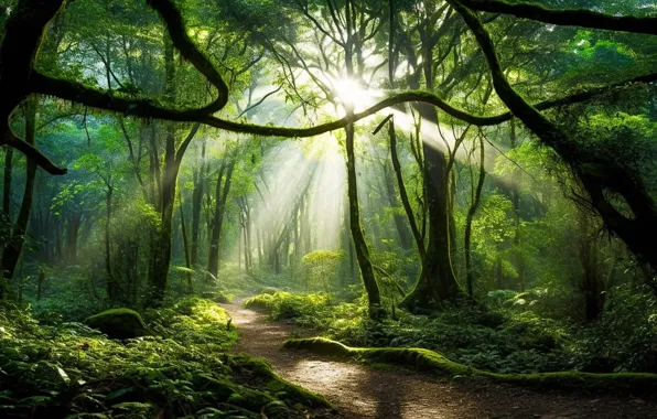 Картинка forest, art, path, trees, sun rays, green, sunlight, branch