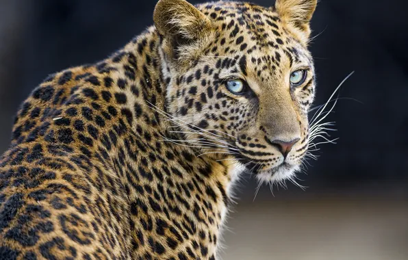 Картинка кошка, взгляд, леопард, ©Tambako The Jaguar
