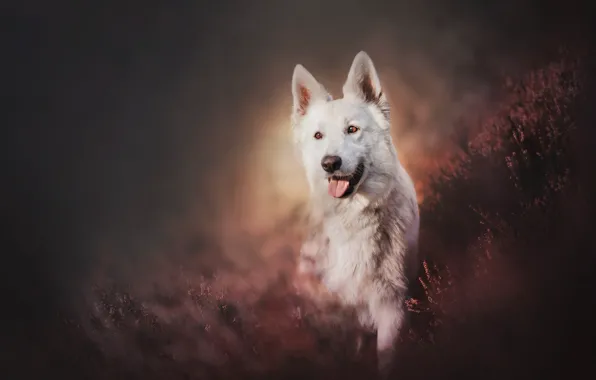 Картинка собака, вереск, Белая швейцарская овчарка