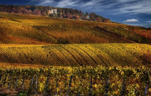 France, Champagne, vineyards