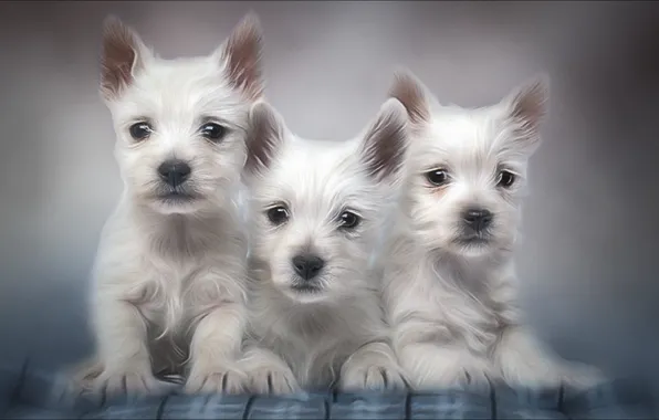 White, Dogs, group, trio