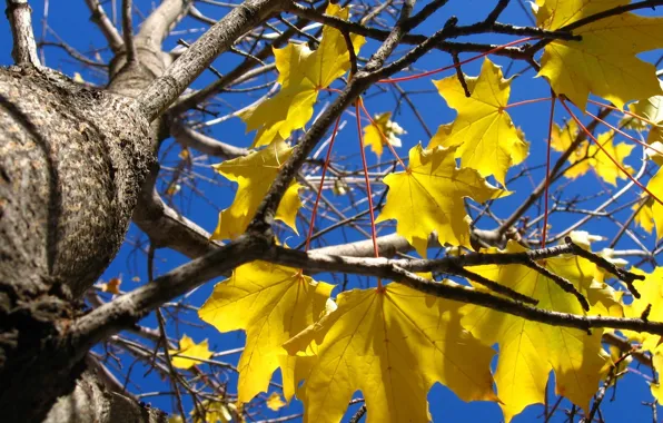 Картинка осень, дерево, желтые листья