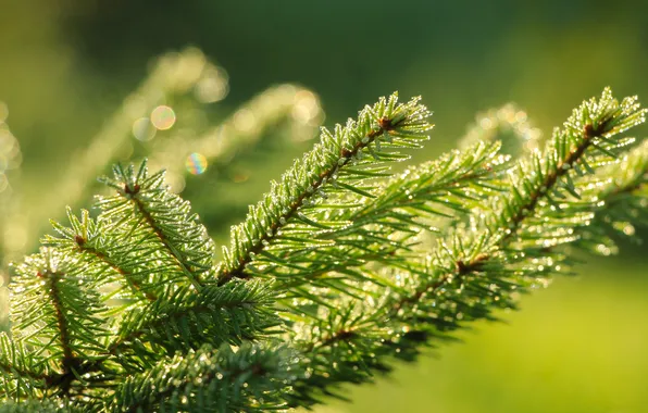 Dew, spruce, twig