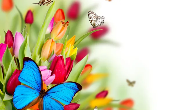 Цветы, коллаж, бабочка, крылья, тюльпаны, мотылек