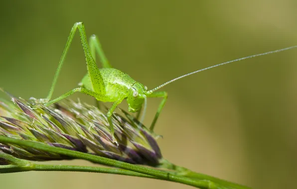 Макро, насекомое, кузнечик