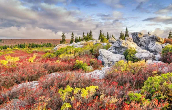 Трава, цветы, камни, США, Западная Вирджиния, заповедник, Bear Rocks Preserve