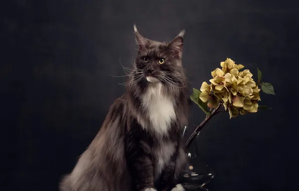 Кошка, кот, взгляд, поза, мордашка