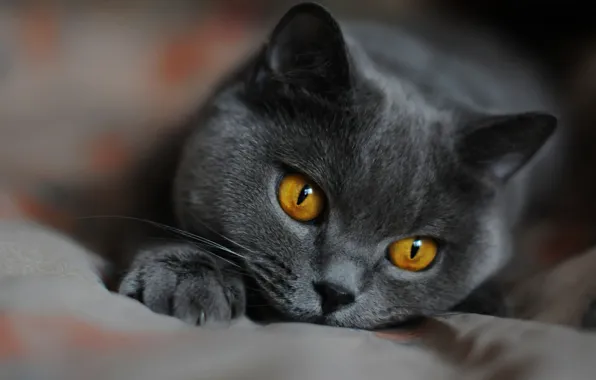 Кошка, кот, взгляд, серый, портрет, постель, лежит, мордашка