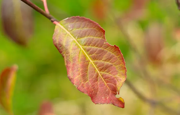 Autumn, color, leaf, fall