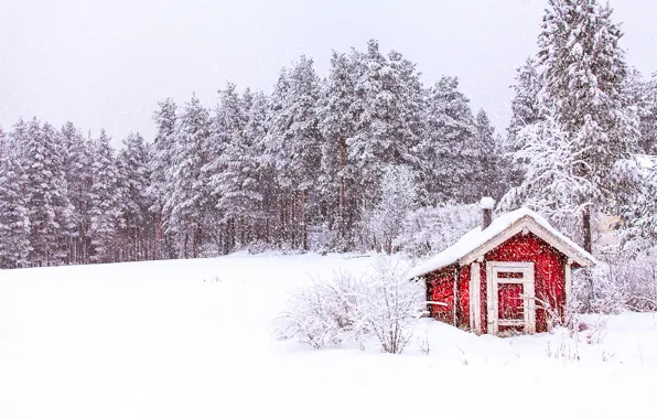 Зима, лес, небо, снег, деревья, природа, Норвегия