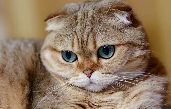 Картинка кошка, мордочка, скоттиш-фолд, Шотландская вислоухая кошка