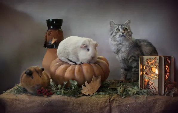 Картинка кошка, листья, фонарь, тыква, Хеллоуин, морские свинки, Светлана Ковалева, Нalloween