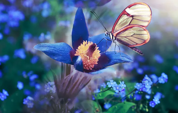 Обои цветок, макро, цветы, синий, бабочка, обработка, весна, голубые, анемона, незабудки, прострел