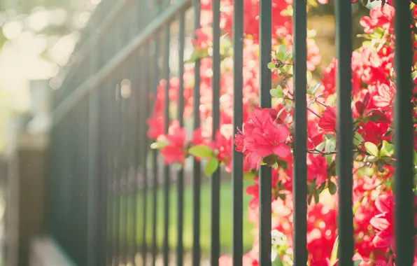 Картинка цветы, забор, ограда, лепестки, красные