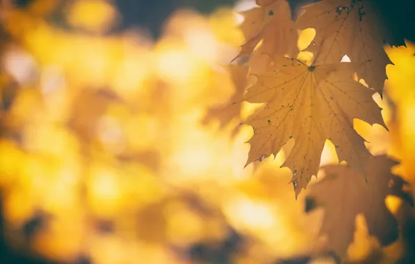 Осень, листья, природа