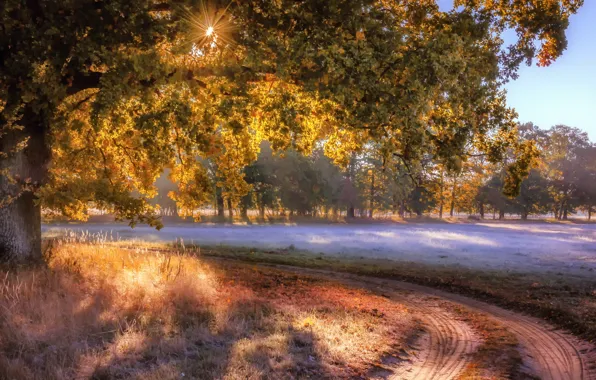 Картинка дорога, поле, осень, туман, дерево