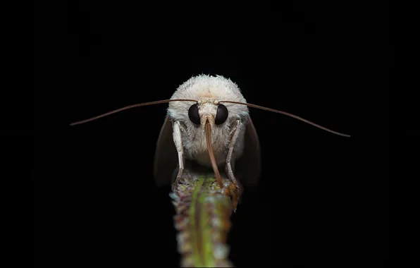 Nature, black background, moth