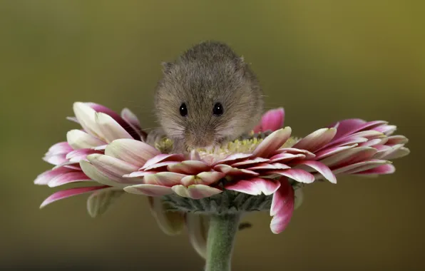 Картинка цветы, мышь, хвостик