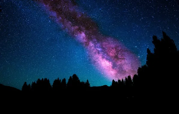 Небо, звезды, деревья, ночь, млечный путь