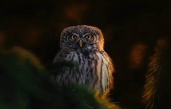 Nature, look, owl, depth field