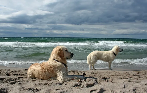 Картинка море, собаки, фон