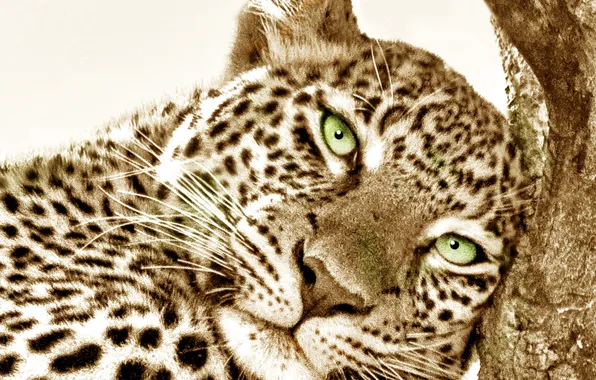 Tiger, big cat, feline