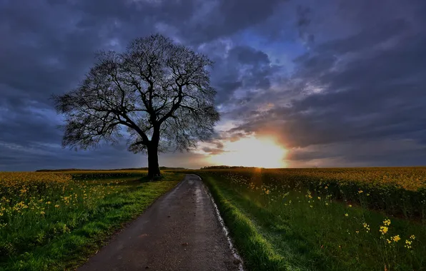 Картинка дорога, поле, закат, дерево, рапс