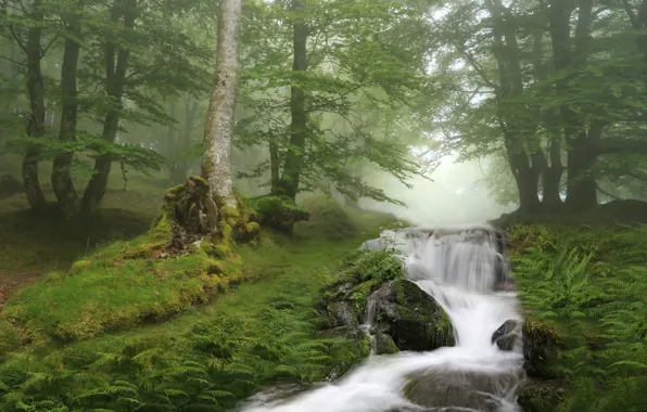 Картинка лес, деревья, ручей, водопад, речка, Испания, Spain, Каталония