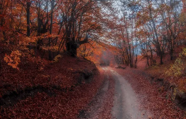 Дорога, осень, лес, пейзаж, природа, Игорь Прошаков
